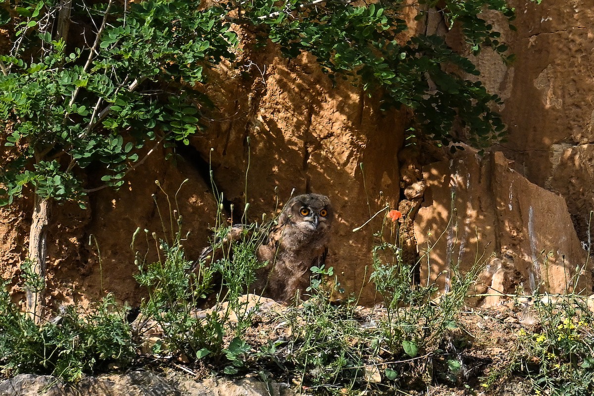 Eurasian Eagle-Owl - ML620754046