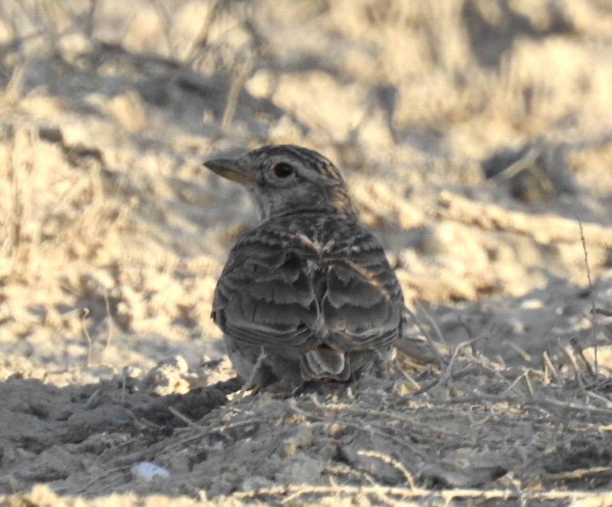 Mediterranean Short-toed Lark - Susana Noguera Hernández