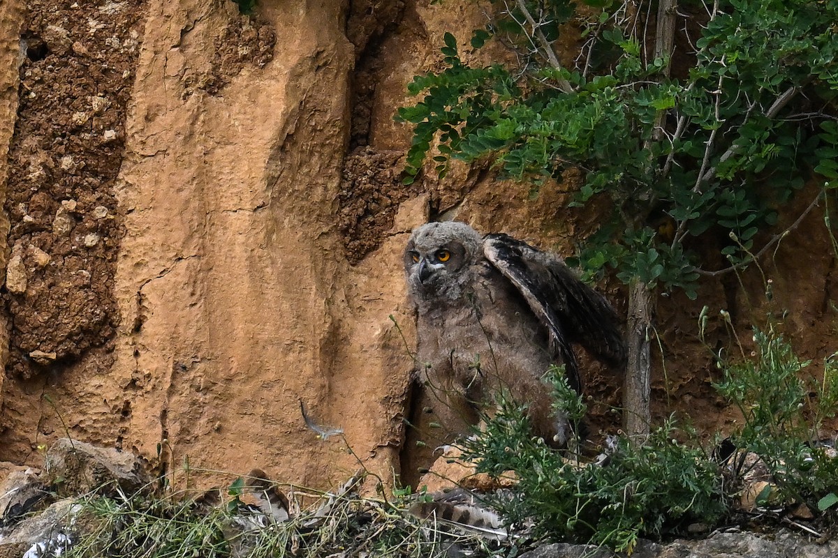 Eurasian Eagle-Owl - ML620754052