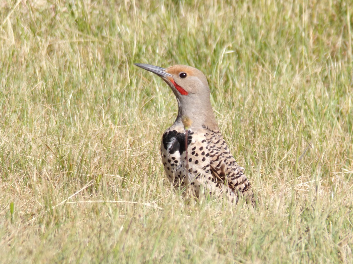 Northern Flicker - Ross Rabkin