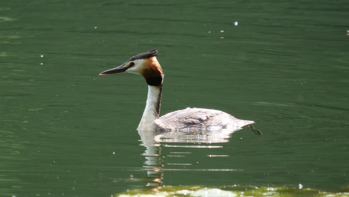 Great Crested Grebe - ML620754062