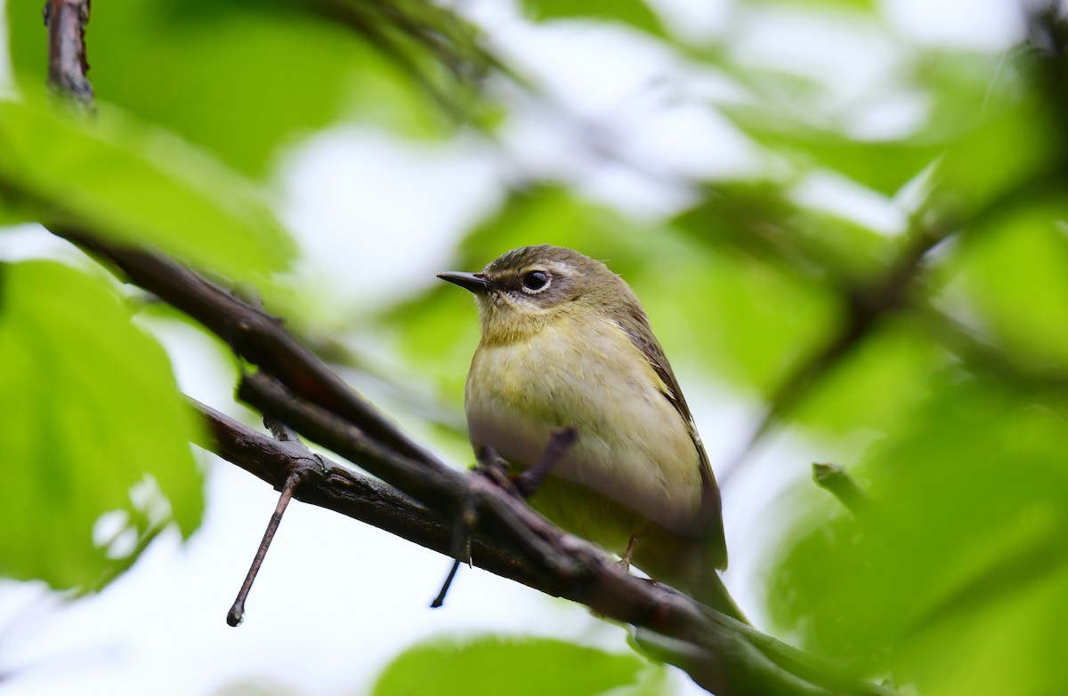 Black-throated Blue Warbler - ML620754066