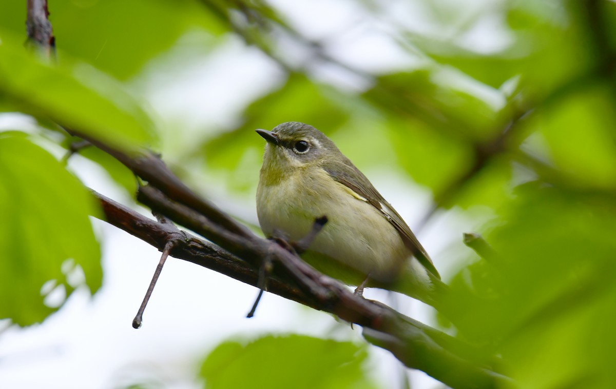 Black-throated Blue Warbler - ML620754067