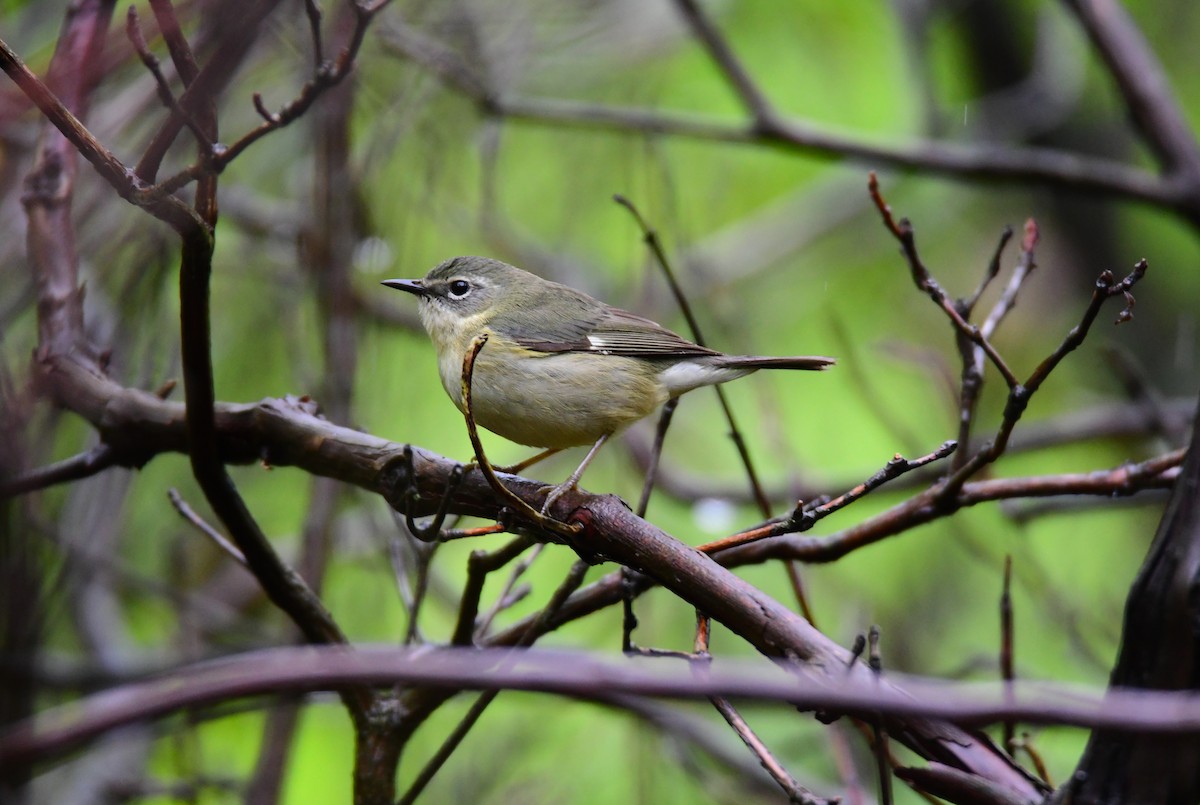 Black-throated Blue Warbler - ML620754069