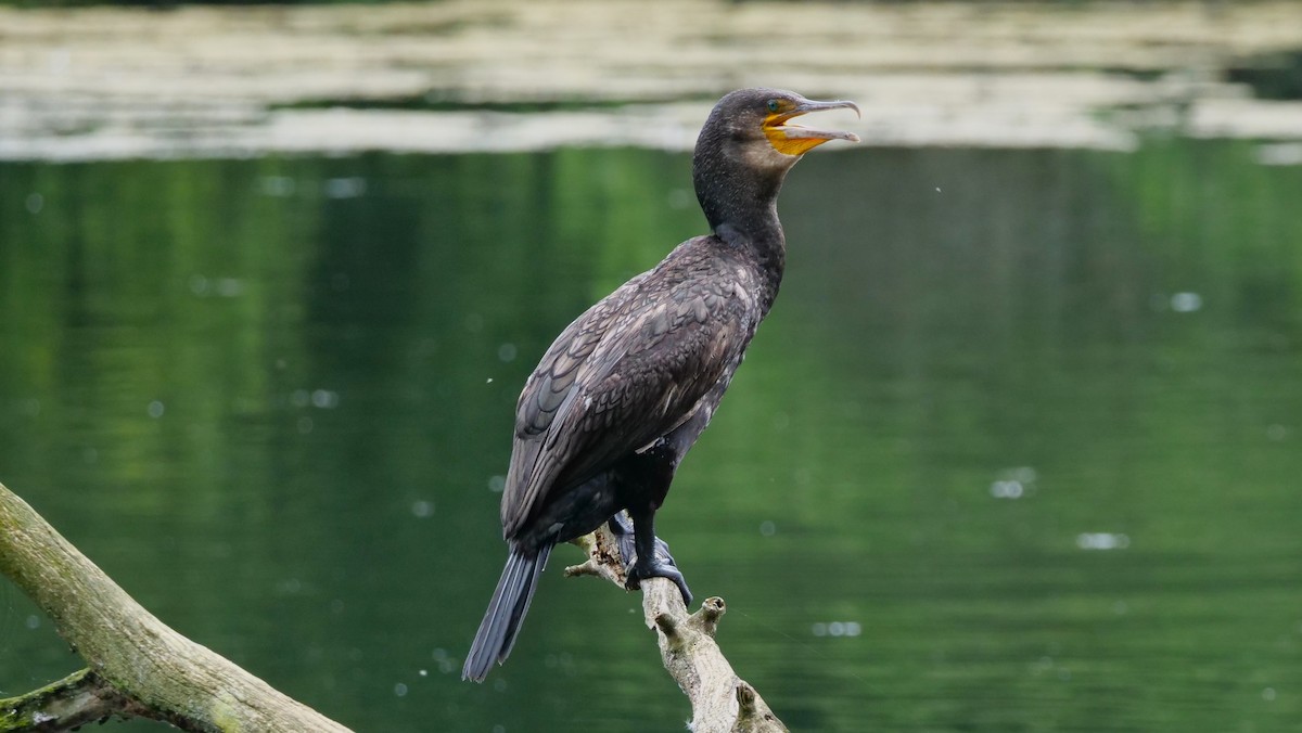 Great Cormorant - ML620754072