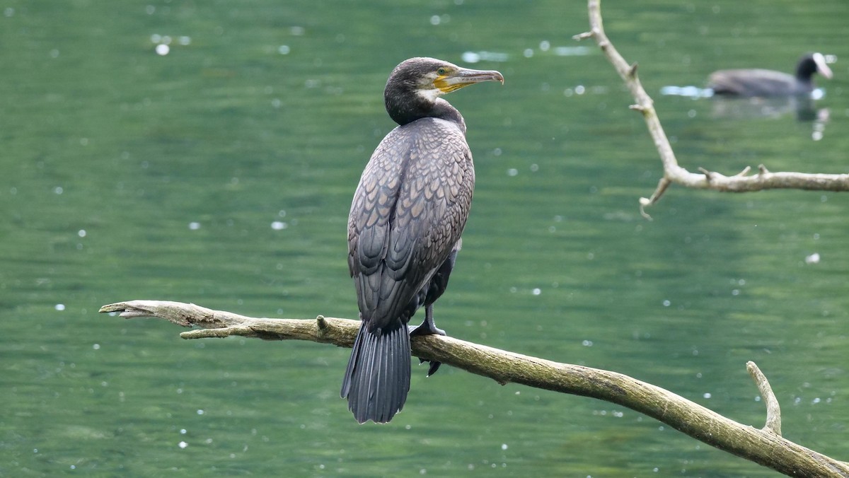 Great Cormorant - ML620754073