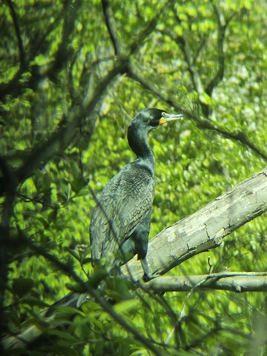 Cormoran à aigrettes - ML620754087