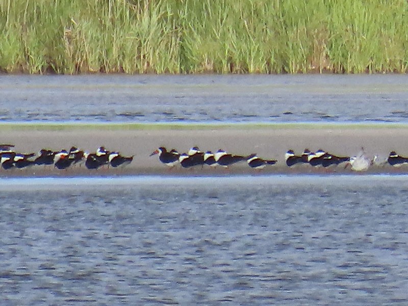 Black Skimmer - ML620754088