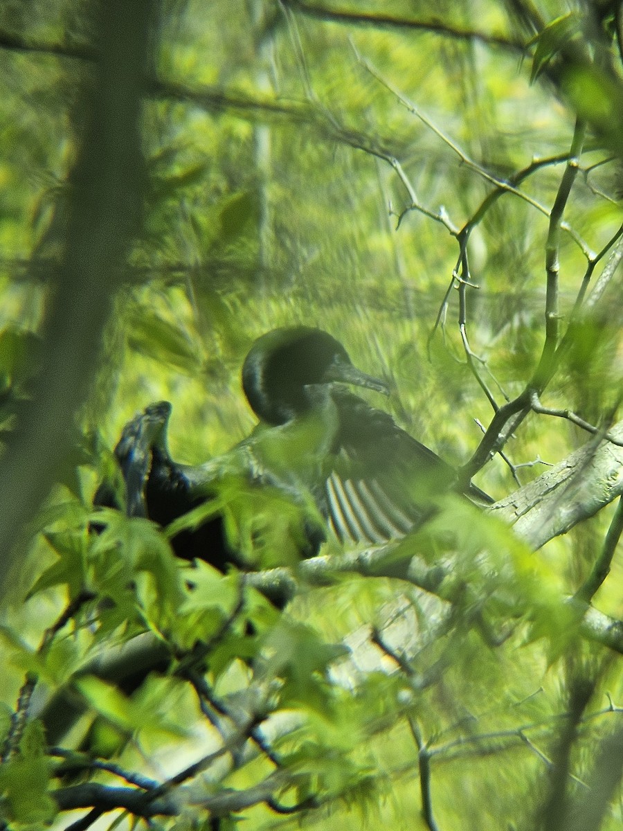 Double-crested Cormorant - ML620754089