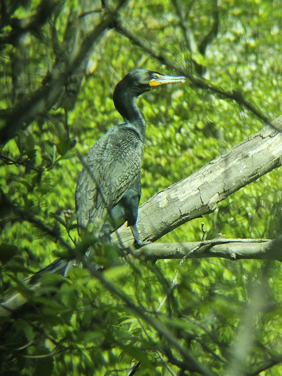 Cormoran à aigrettes - ML620754091