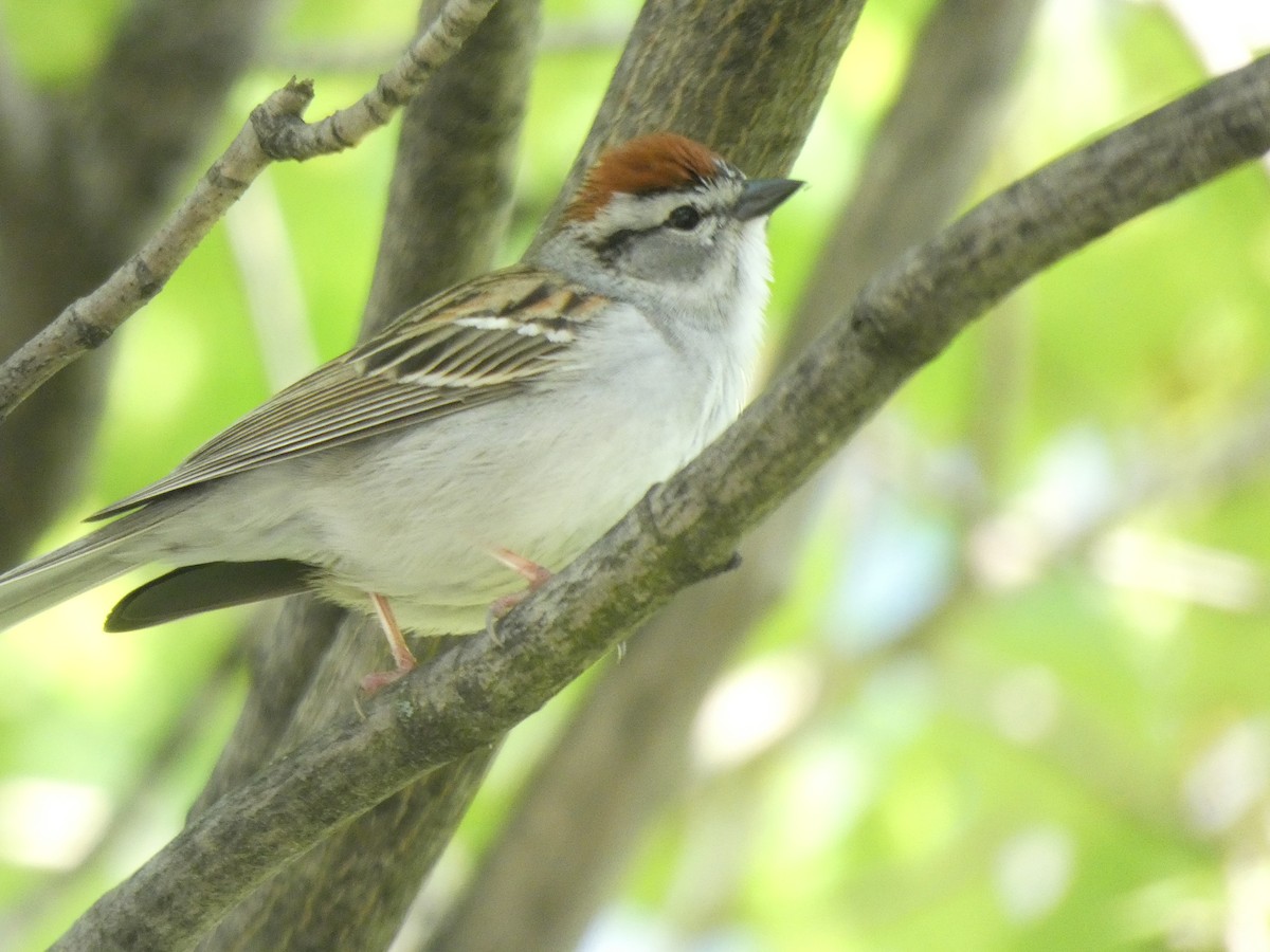 Chipping Sparrow - ML620754116