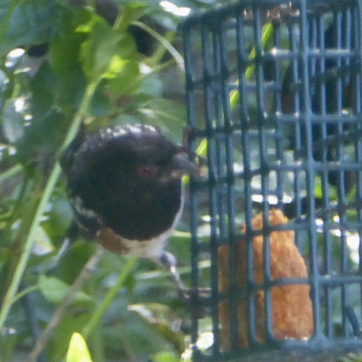 Spotted Towhee - ML620754124