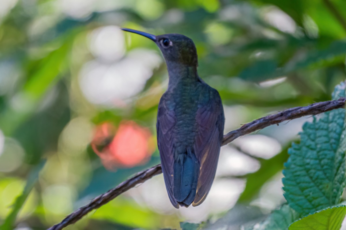 Violet-capped Woodnymph - ML620754127