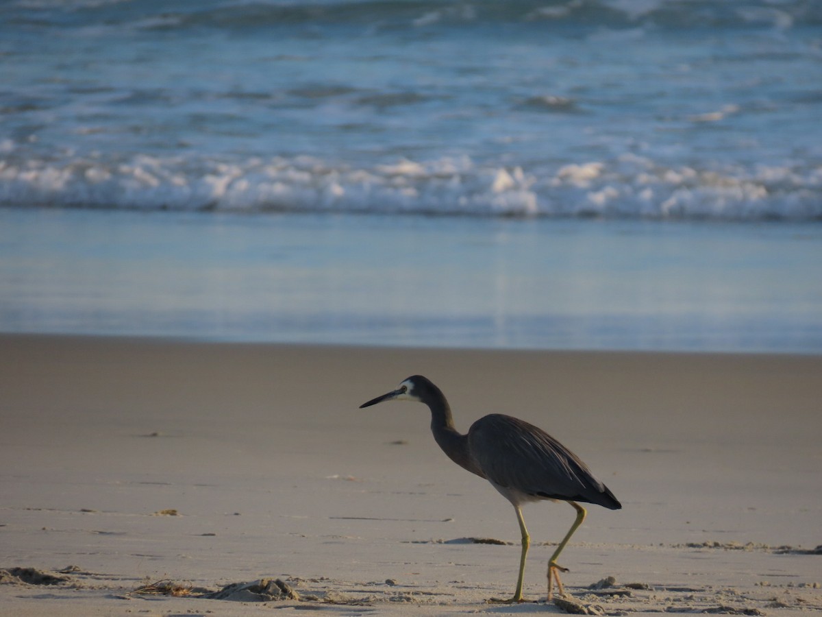 White-faced Heron - JinYoung Yim