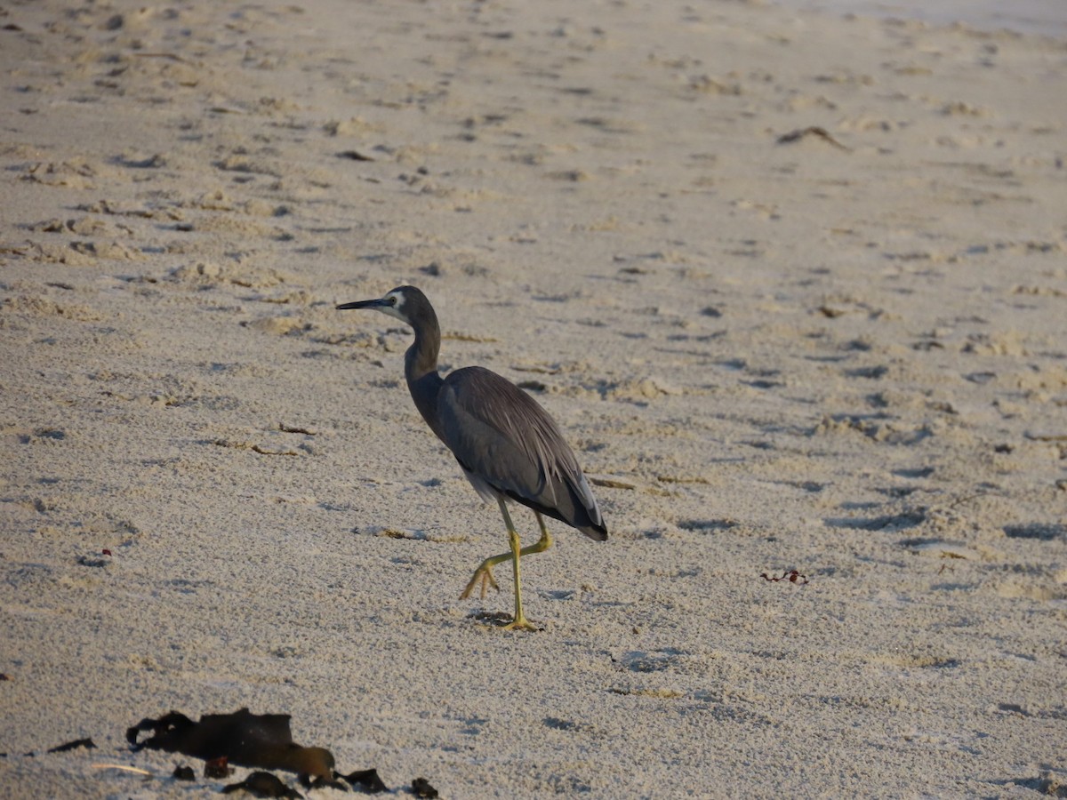 White-faced Heron - ML620754129