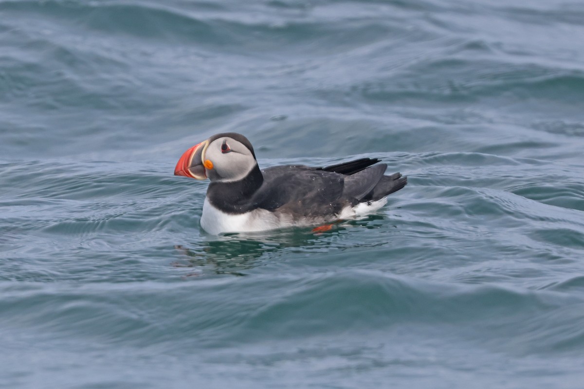 Atlantic Puffin - ML620754152