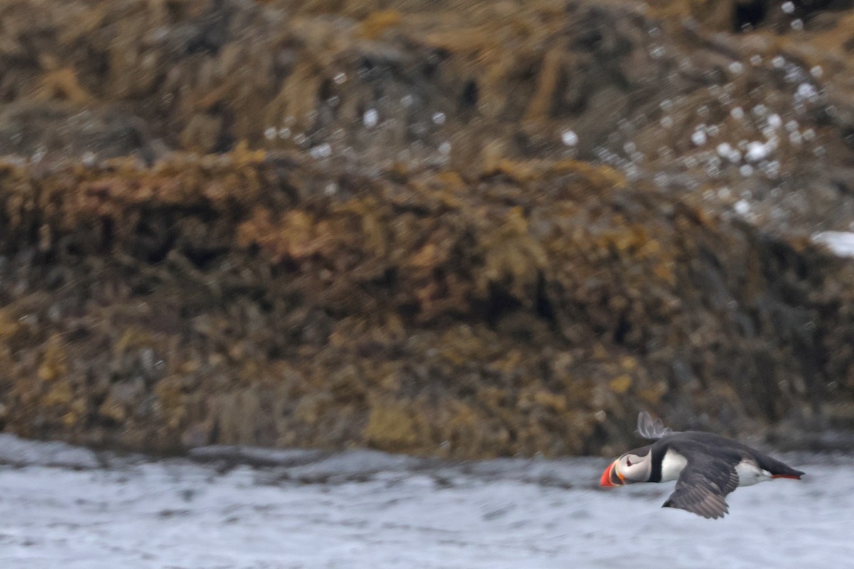 Atlantic Puffin - ML620754153