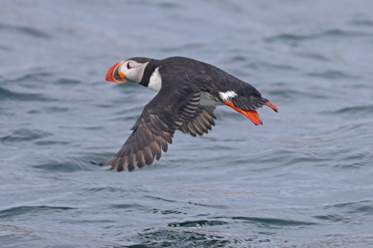 Atlantic Puffin - Corey Finger