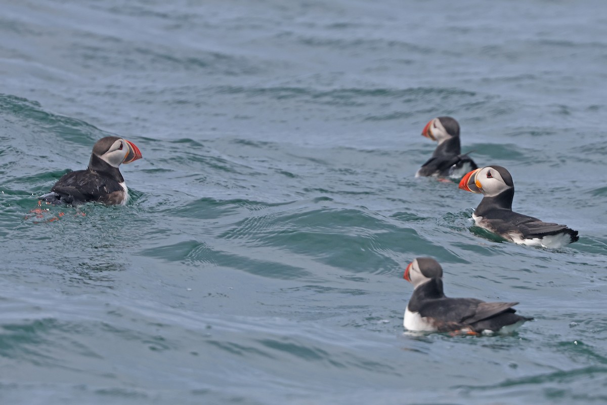 Atlantic Puffin - ML620754158