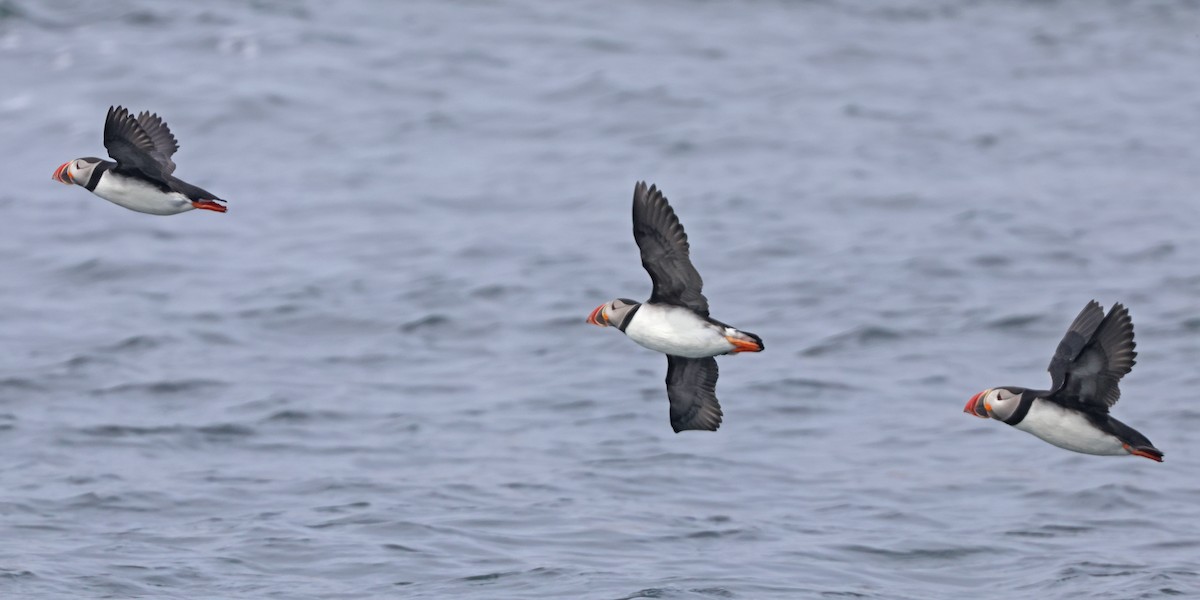 Atlantic Puffin - ML620754159