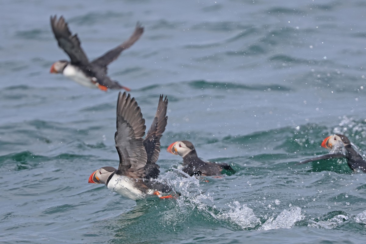 Atlantic Puffin - ML620754160