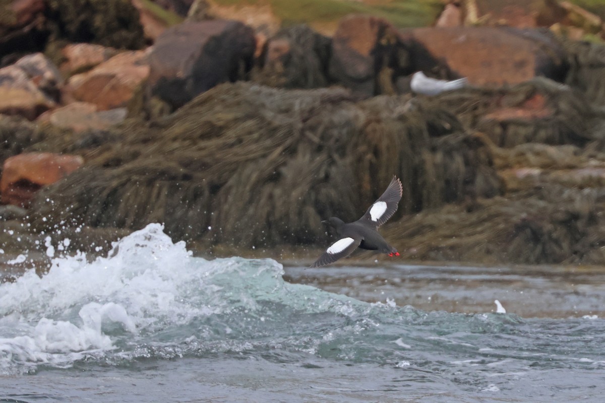 Black Guillemot - ML620754165