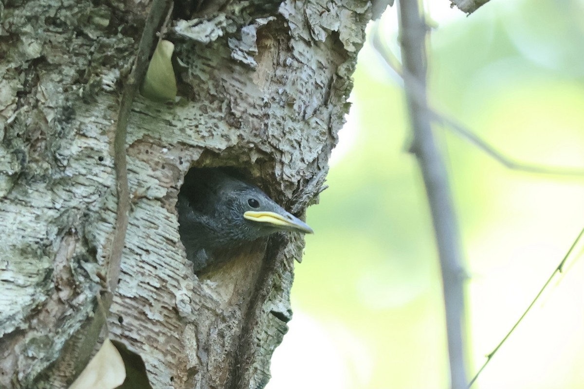 歐洲椋鳥 - ML620754174