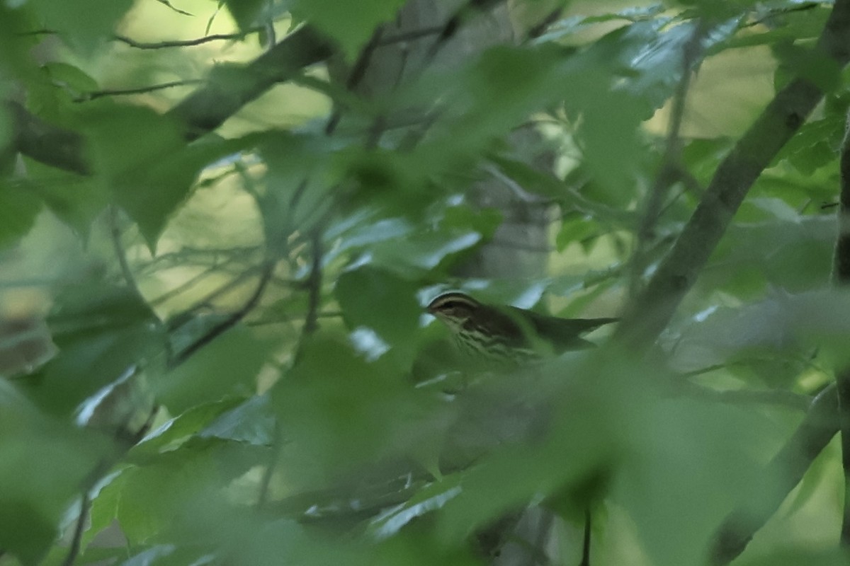 Northern Waterthrush - ML620754184