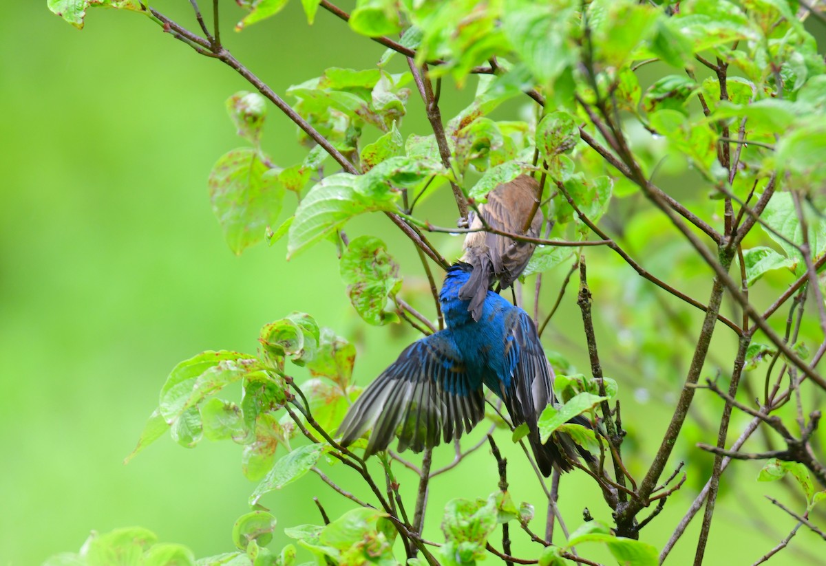 Indigo Bunting - ML620754208