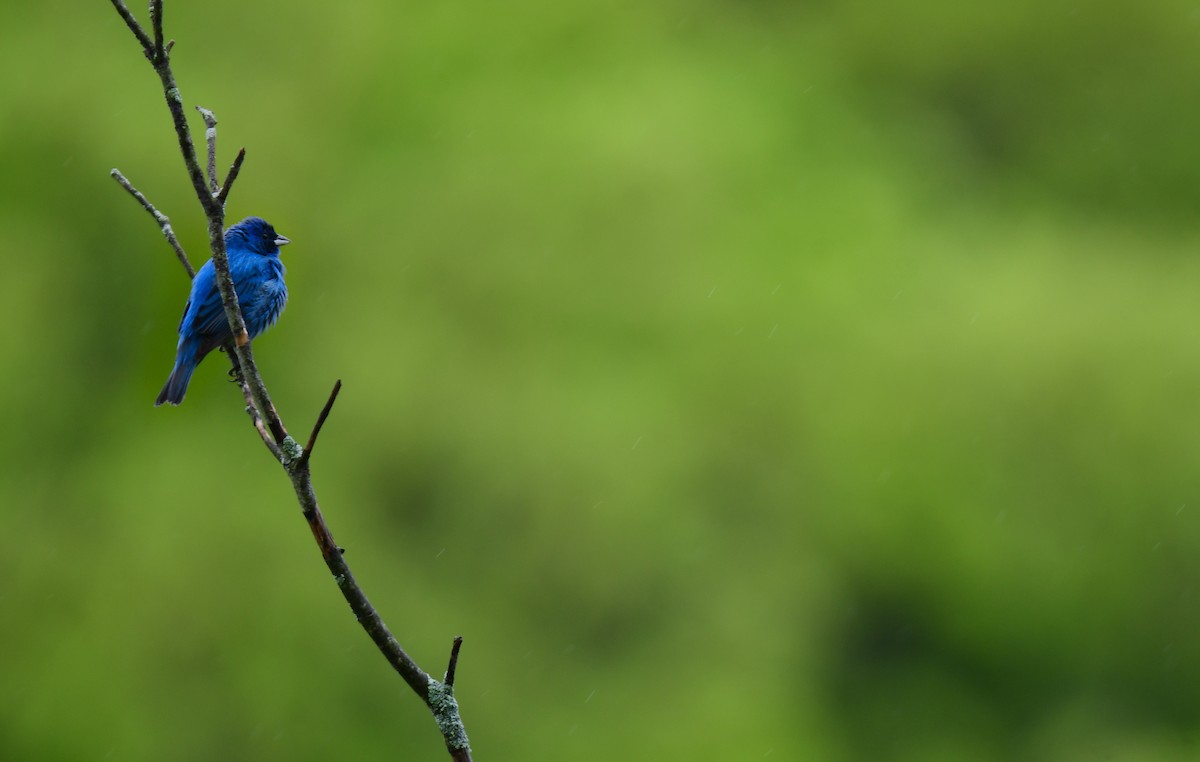 Indigo Bunting - ML620754209