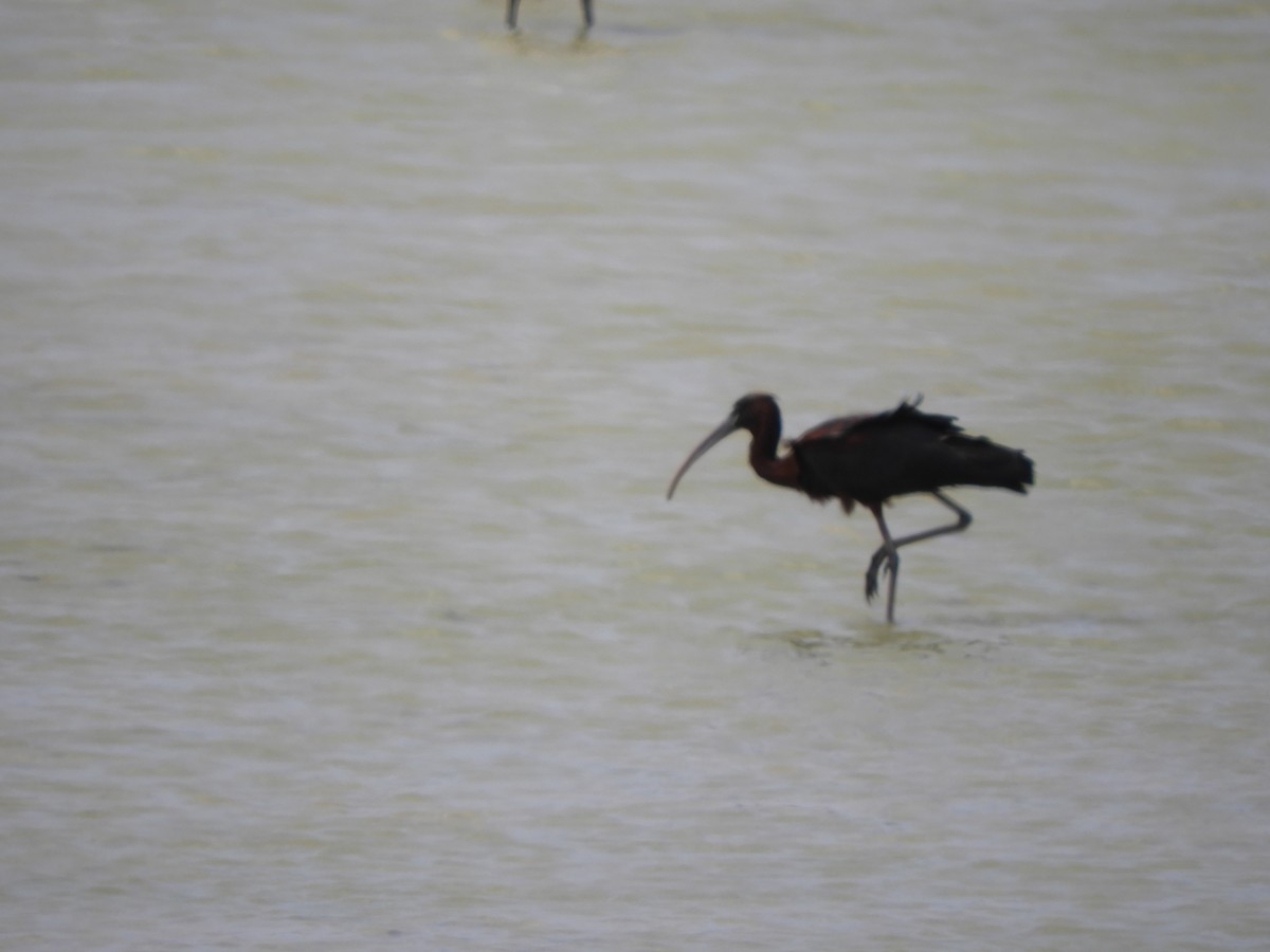 Glossy Ibis - ML620754223