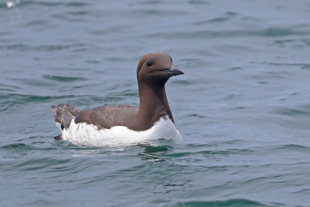 Guillemot marmette - ML620754232