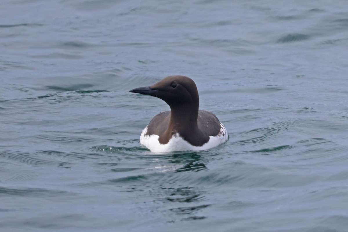 Common Murre - ML620754235