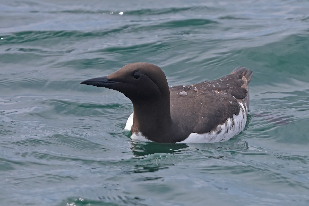 Common Murre - ML620754236