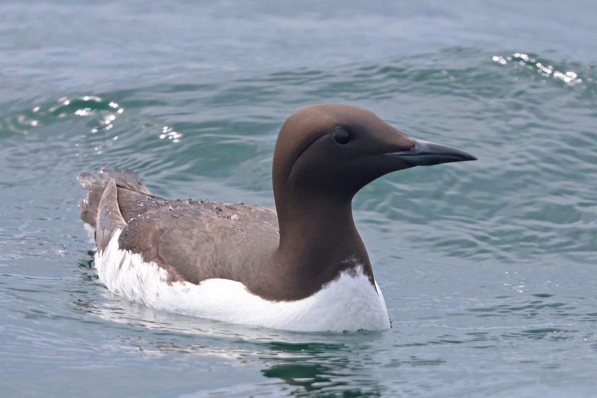 Common Murre - ML620754239