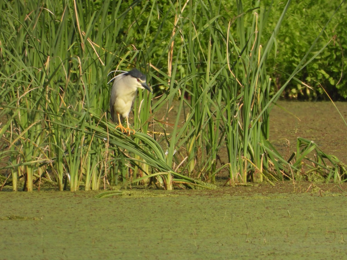 Black-crowned Night Heron - ML620754247