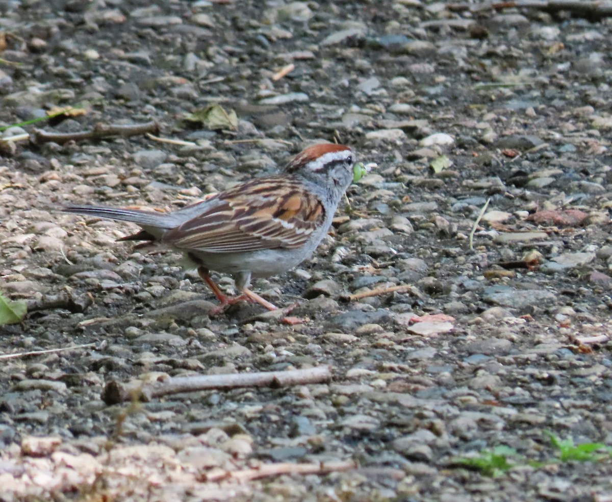 Chipping Sparrow - ML620754260
