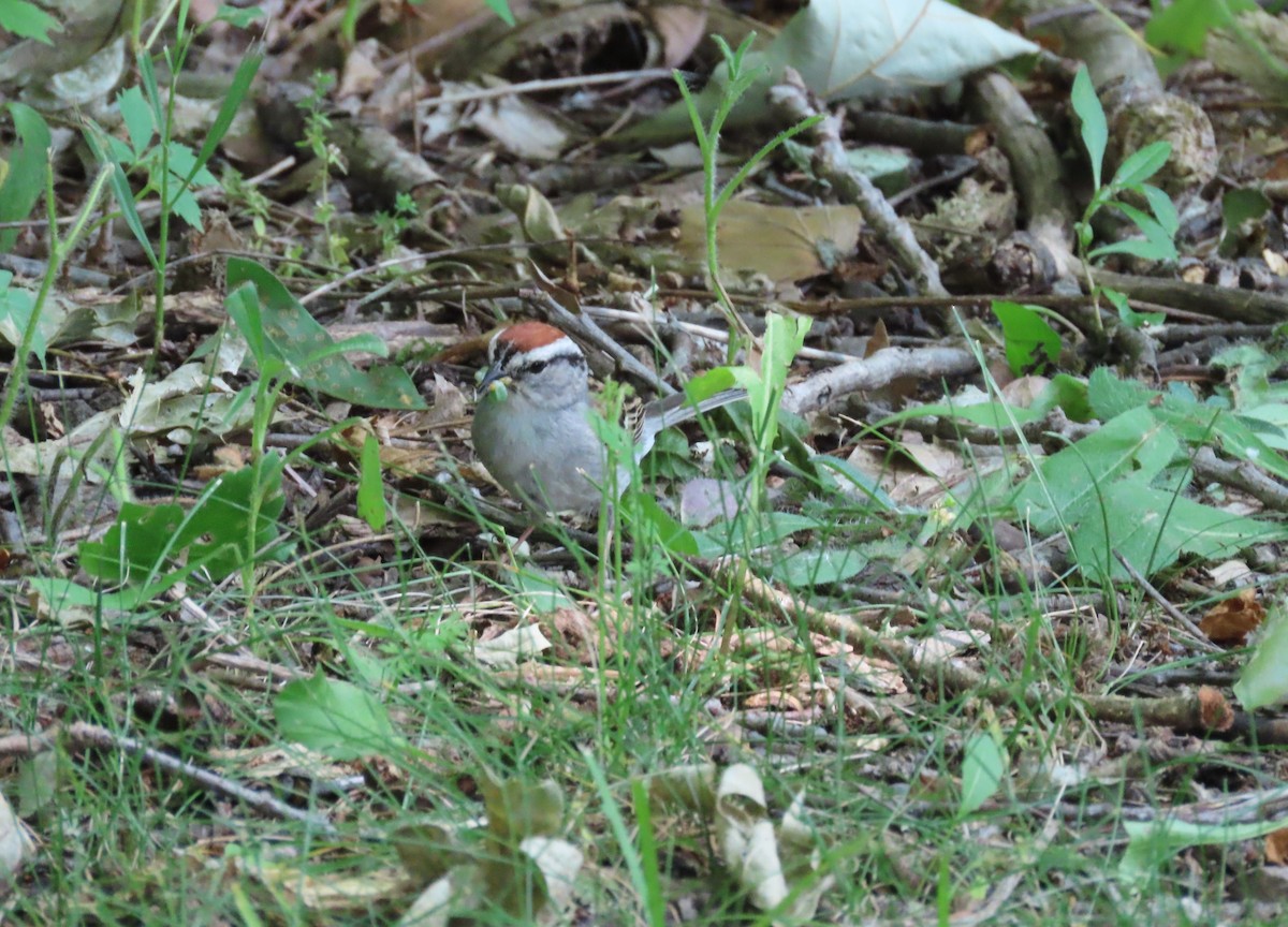 Chipping Sparrow - ML620754262