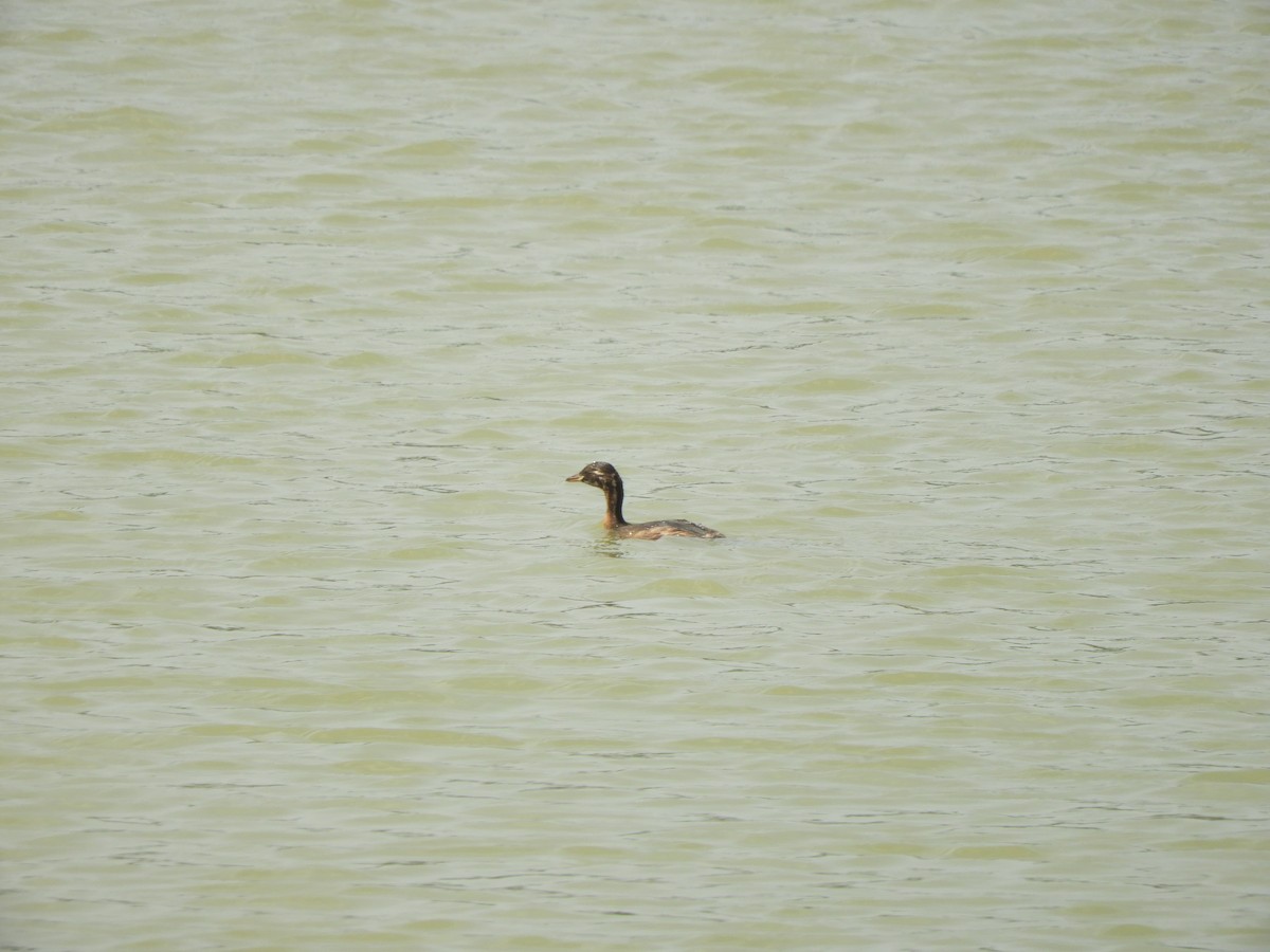 Little Grebe - ML620754264