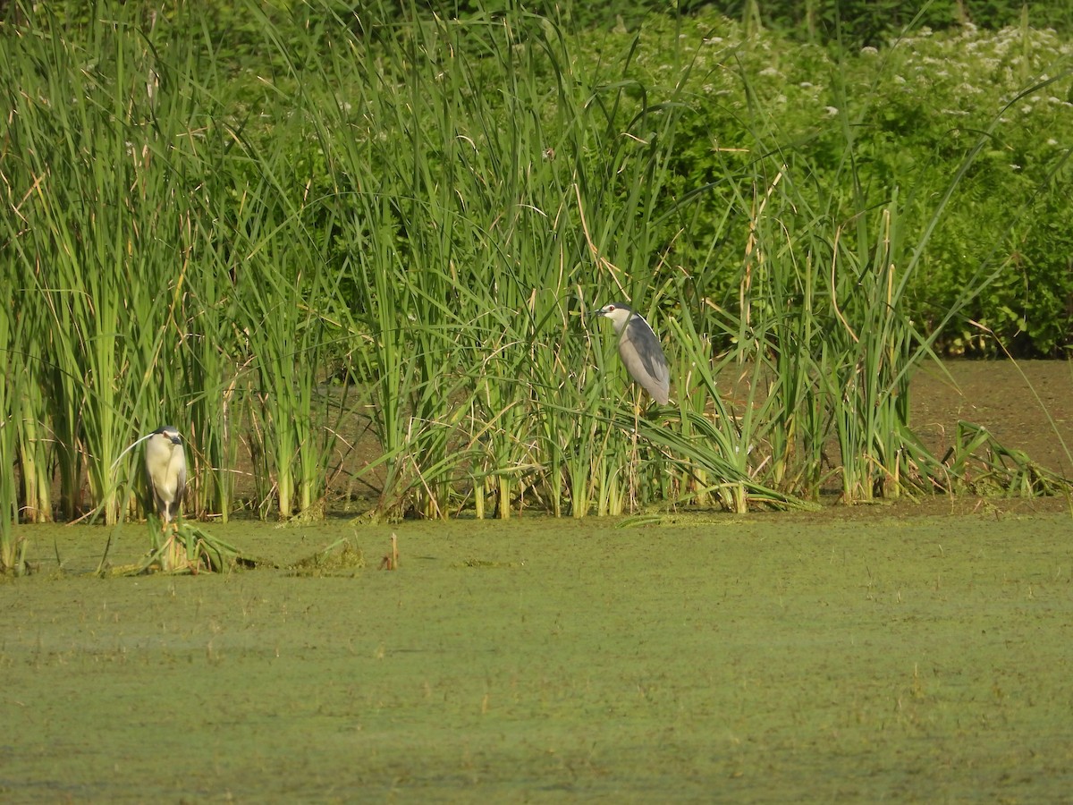 Black-crowned Night Heron - Martin Rheinheimer