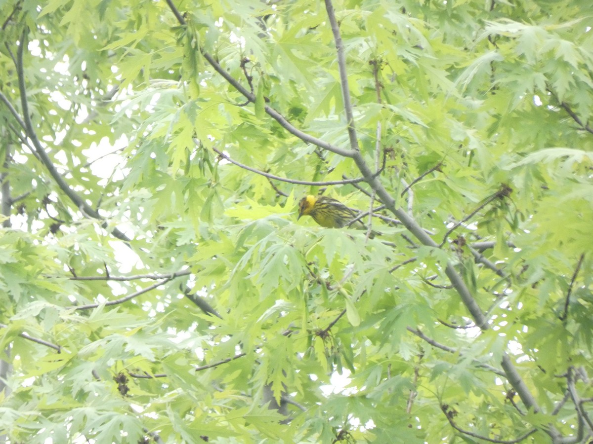 Cape May Warbler - ML620754278