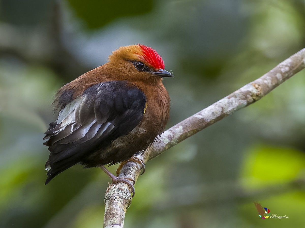 Manakin à ailes blanches - ML620754280