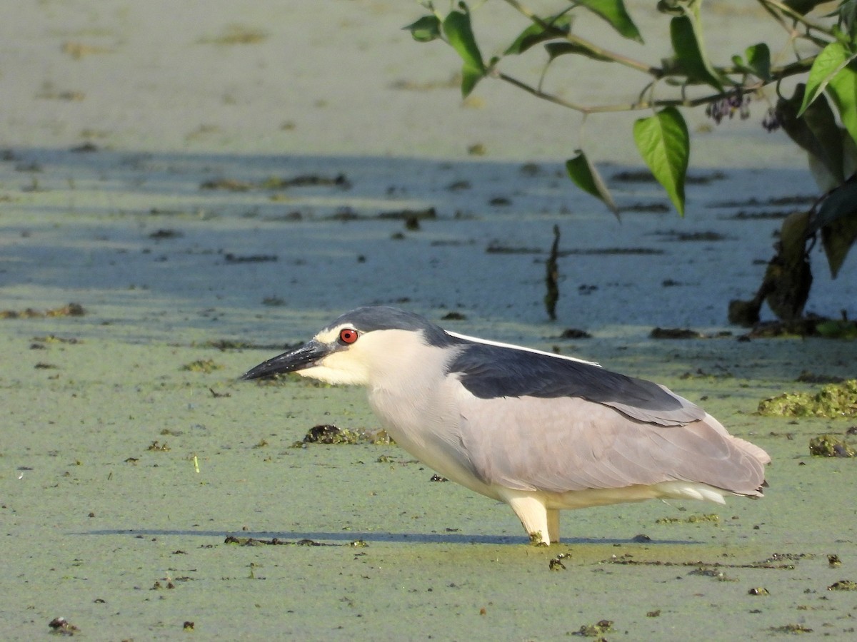 Black-crowned Night Heron - ML620754282