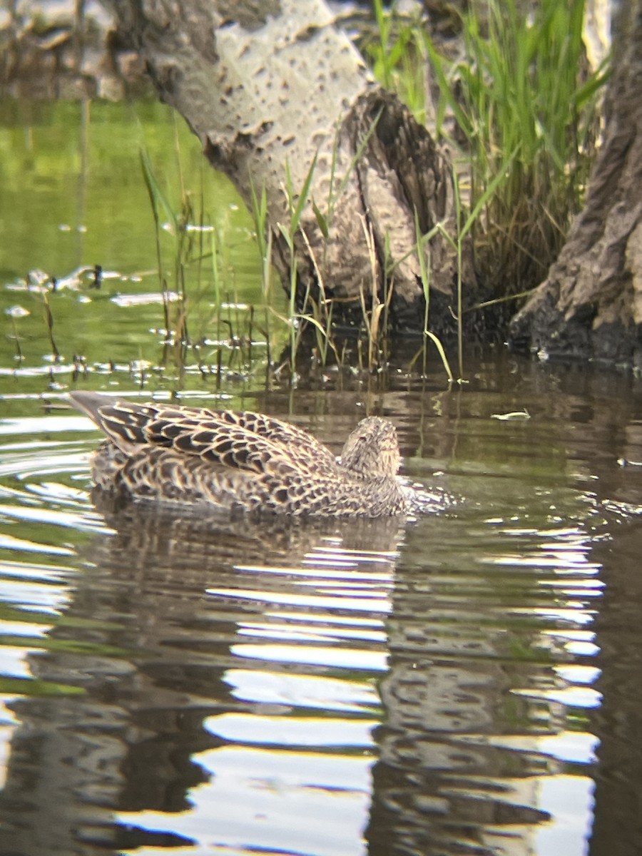 Gadwall - ML620754283