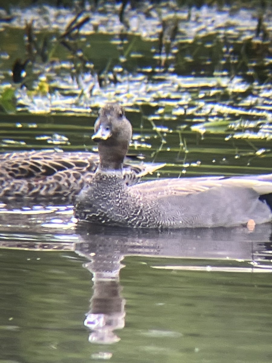 Gadwall - ML620754286