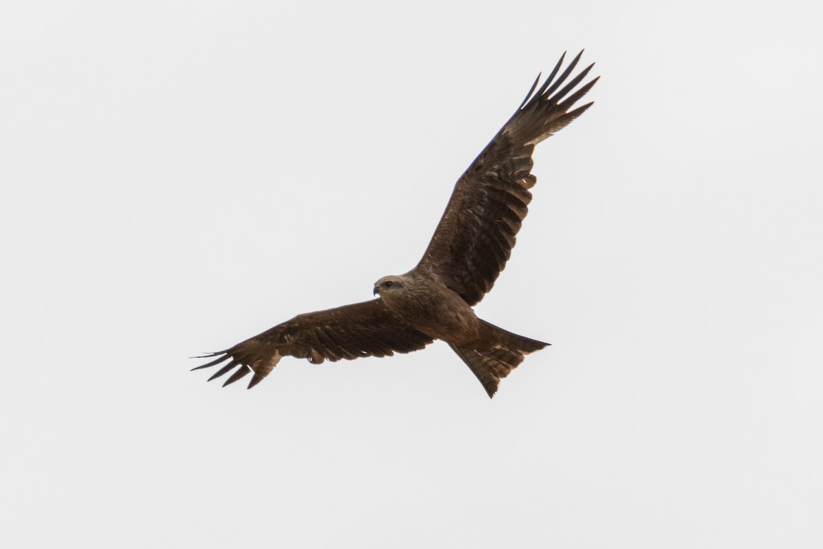 Black Kite - ML620754287