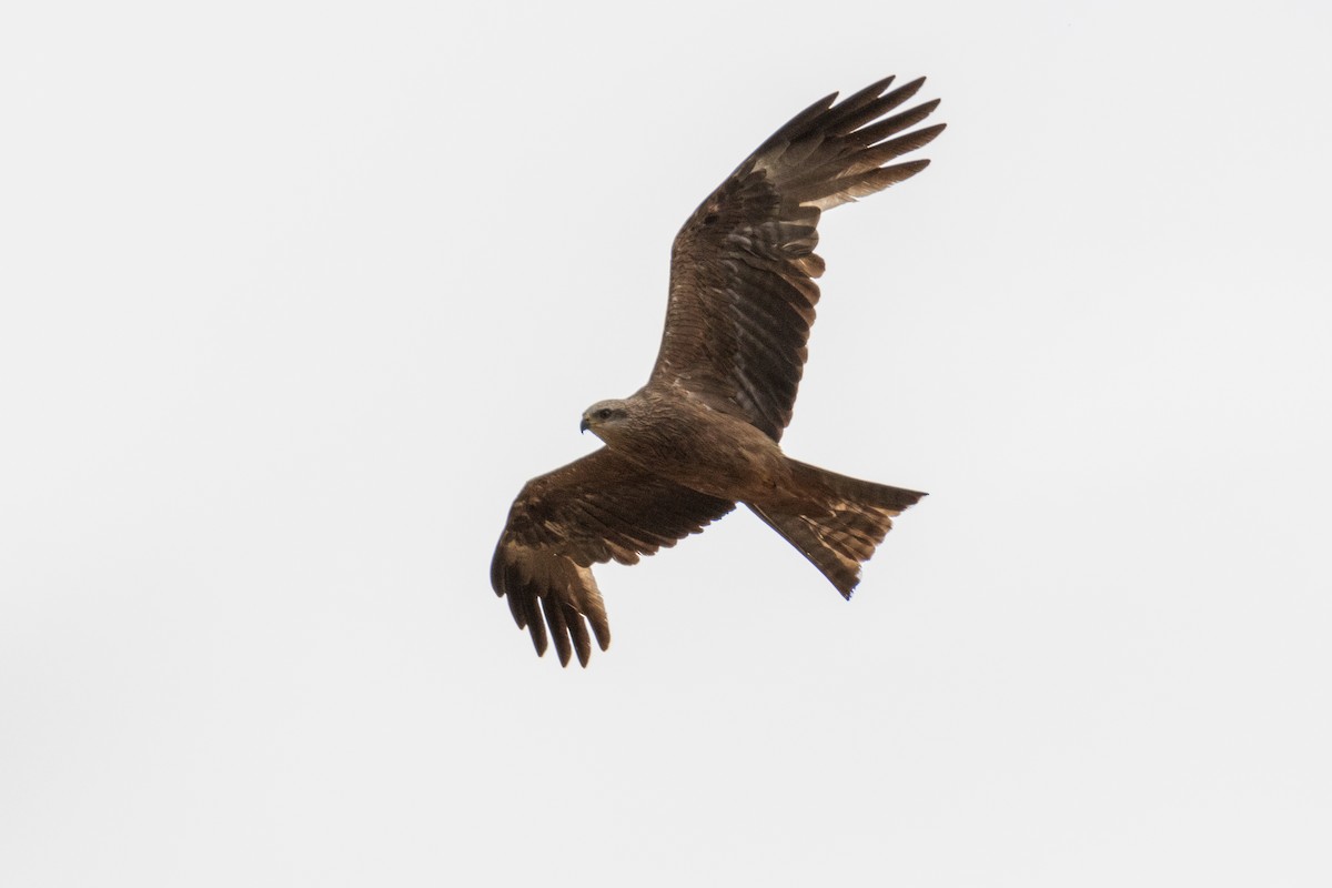 Black Kite - ML620754288