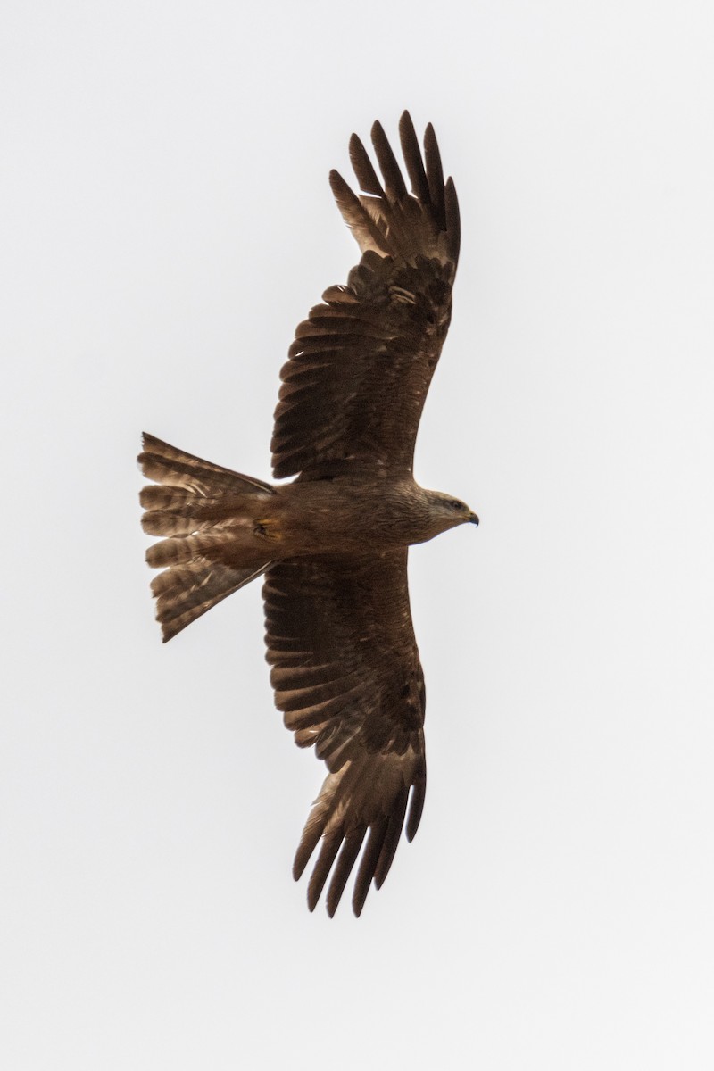 Black Kite - ML620754289