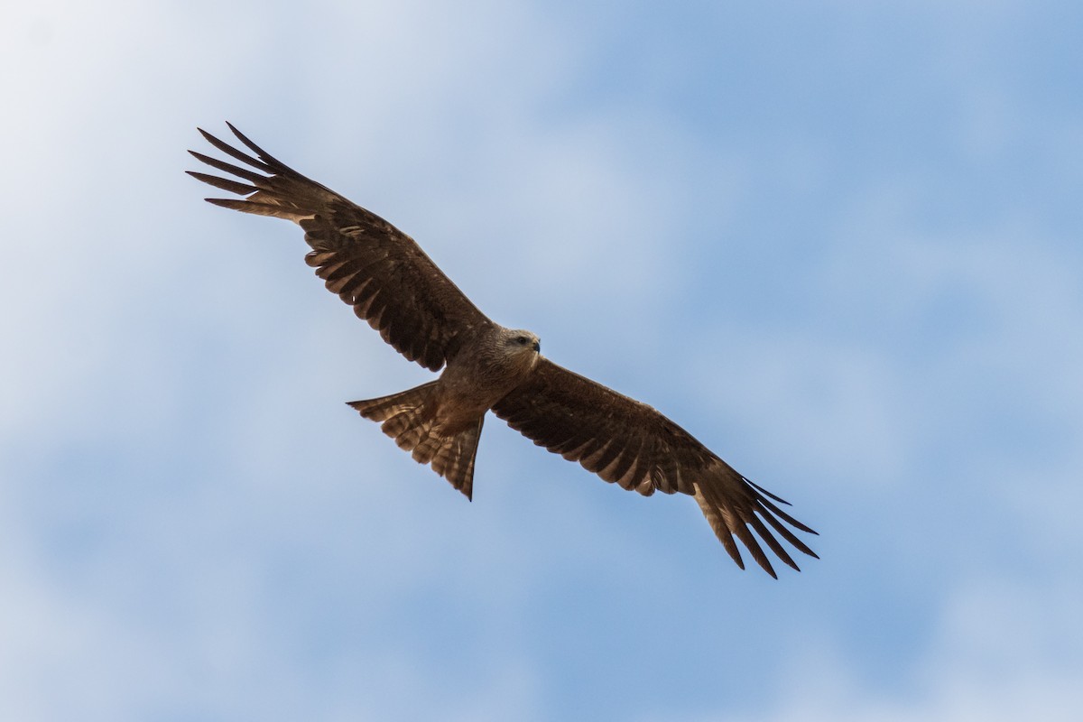 黑鳶 - ML620754290