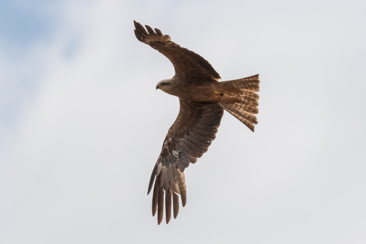 Black Kite - ML620754292